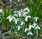 Common snowdrop - Galanthus nivalis 