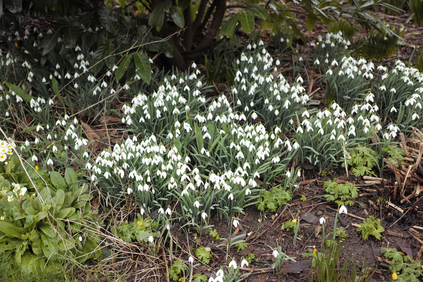 Buy stock photo Beautiful Galanthus nivalis or snowdrop flowers blooming in the soil of a garden on a Spring day, with bright green leave and bush trees in the background. Closeup landscape of nature.