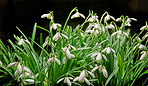 Common snowdrop - Galanthus nivalis 