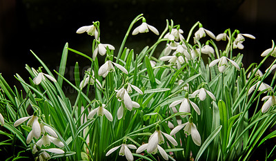 Buy stock photo Closeup of a bunch of white common snowdrop flowers growing in studio isolated against a black background. Galanthus nivalis budding, blossoming, blooming and flowering with dark backdrop copy space