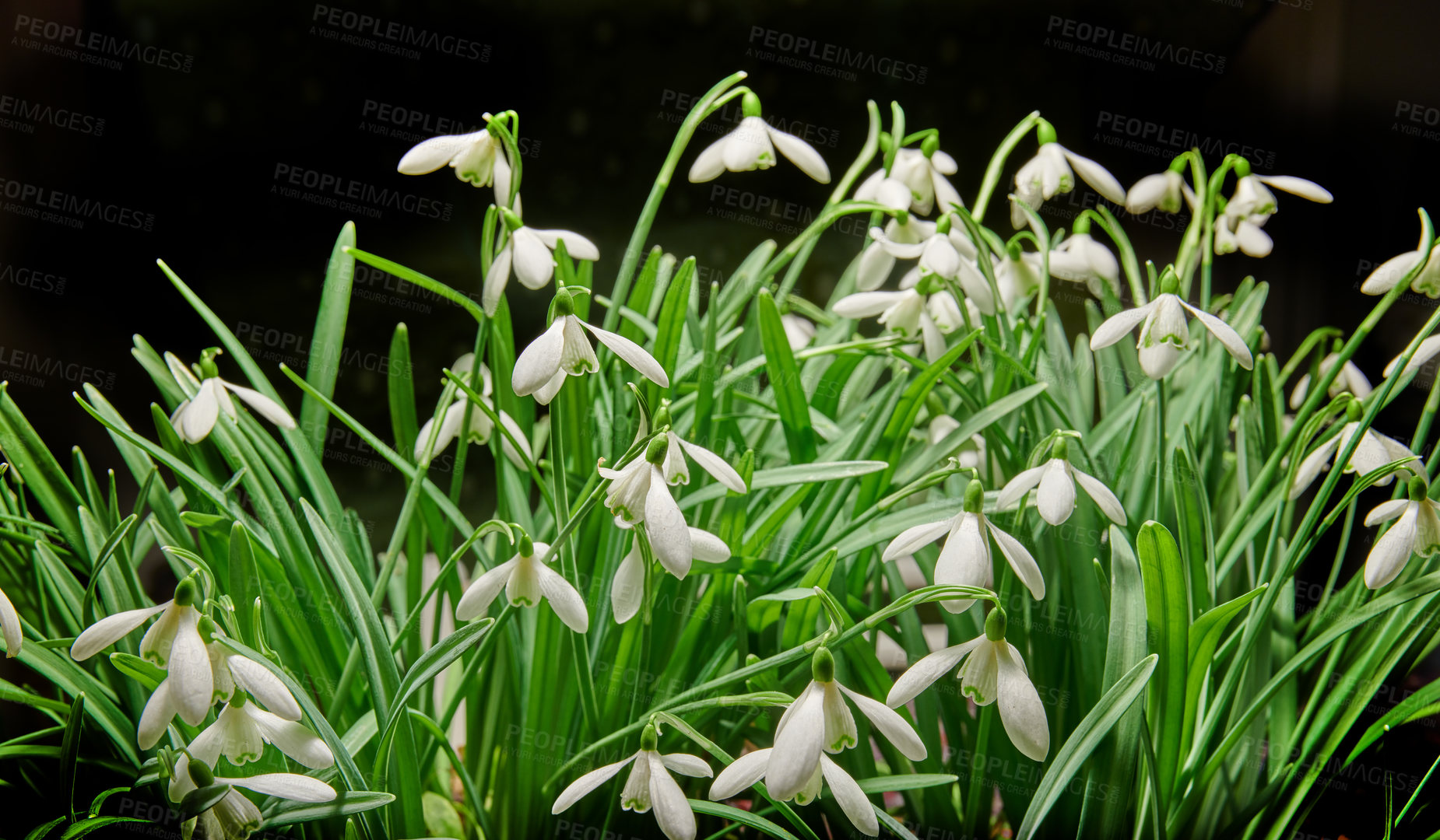 Buy stock photo Closeup of a bunch of white common snowdrop flowers growing in studio isolated against a black background. Galanthus nivalis budding, blossoming, blooming and flowering with dark backdrop copy space