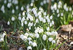 Common snowdrop - Galanthus nivalis