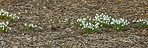 Springtime flowers in the garden