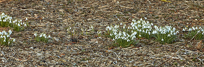 Buy stock photo Beautiful galanthus nivalis or snowdrop flowers blooming in the soil of a garden on a spring day, with bright green leave and bush trees in the background. Closeup landscape of nature from above