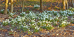 Springtime flowers in the garden