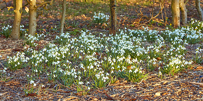 Buy stock photo Group of snowdrop flower growing on a field in the morning sunlight. Bunch of common white flowering plant or Galanthus Nivalis blooming in a meadow or a garden flowerbed during spring season