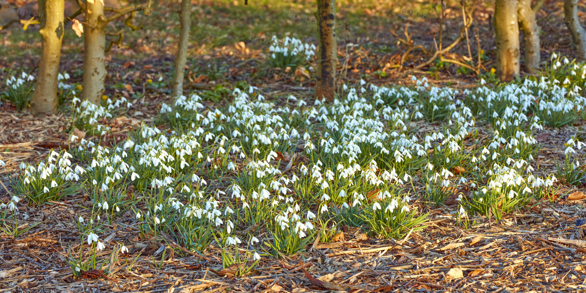 Buy stock photo Group of snowdrop flower growing on a field in the morning sunlight. Bunch of common white flowering plant or Galanthus Nivalis blooming in a meadow or a garden flowerbed during spring season