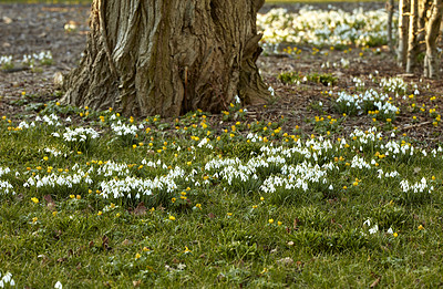 Buy stock photo White snowdrop flowers growing between green grass and tree trunks in a forest. Common perennial plants or galanthus nivalis flowering and blooming in nature or in a green eco friendly environment