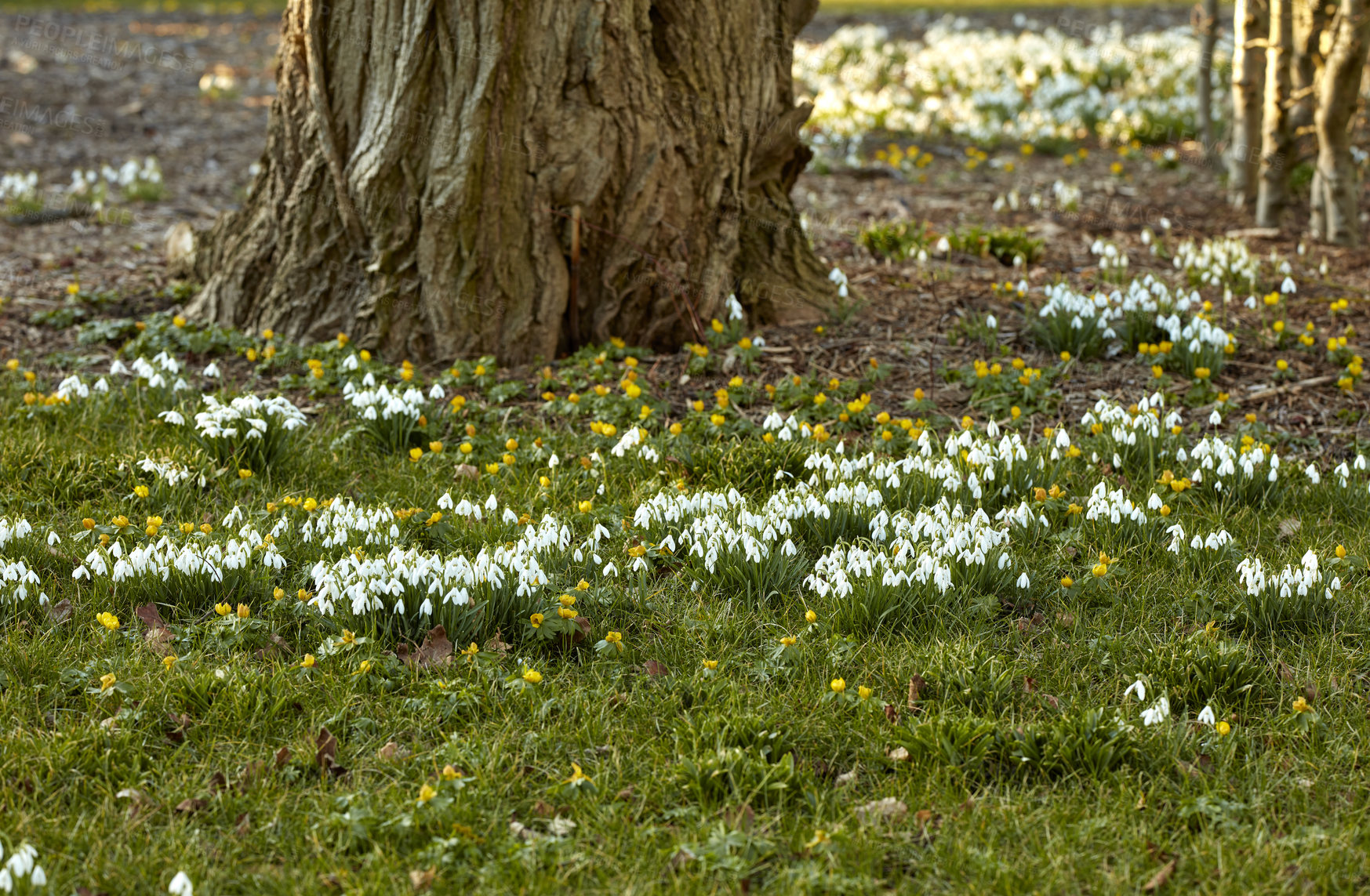 Buy stock photo White snowdrop flowers growing between green grass and tree trunks in a forest. Common perennial plants or galanthus nivalis flowering and blooming in nature or in a green eco friendly environment