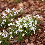 Common snowdrop - Galanthus nivalis