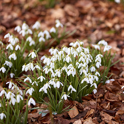 Buy stock photo Beautiful white flowers, outdoors on a sunny Spring day. Isolate natural garden shows bright, blooming plants that create calm, serene and tranquil environment. Official name is Galanthus nivalis.