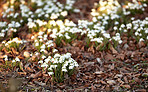 Common snowdrop - Galanthus nivalis