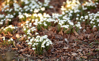 Buy stock photo Small white flowers growing in a garden in summer. Tiny snowdrops planted on a flowerbed on a lawn during spring. Galanthus nivalis flowering plants blooming and flourishing in a park or on a field