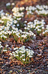 Common snowdrop - Galanthus nivalis