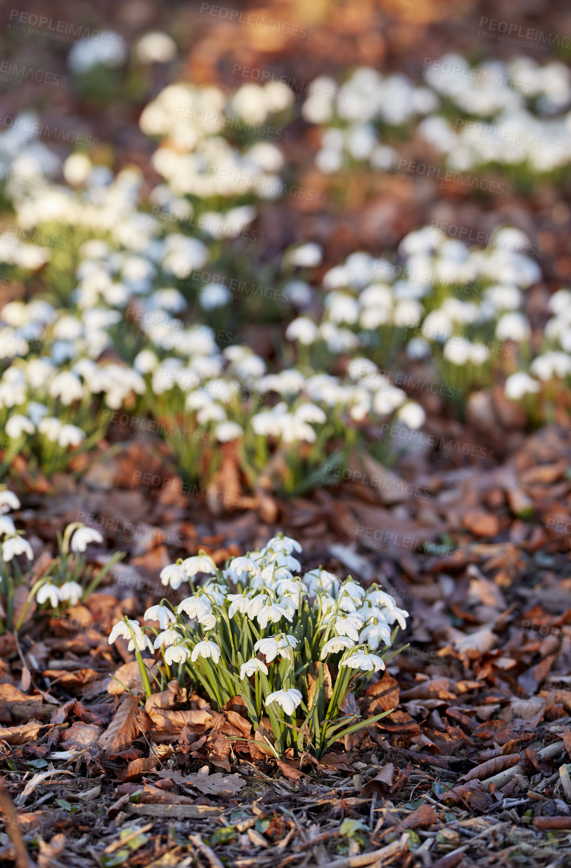 Buy stock photo White snowdrop flowers growing on a flowerbed in a backyard garden in summer. Galanthus nivalis flowering plants beginning to bloom and flourish in a field or meadow in nature. Pretty flora on a lawn