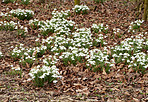 Common snowdrop - Galanthus nivalis