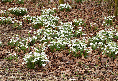 Buy stock photo White snowdrop flowers growing on a flowerbed in a backyard garden in summer. Galanthus nivalis flowering plants beginning to bloom and flourish in a field or meadow in nature. 