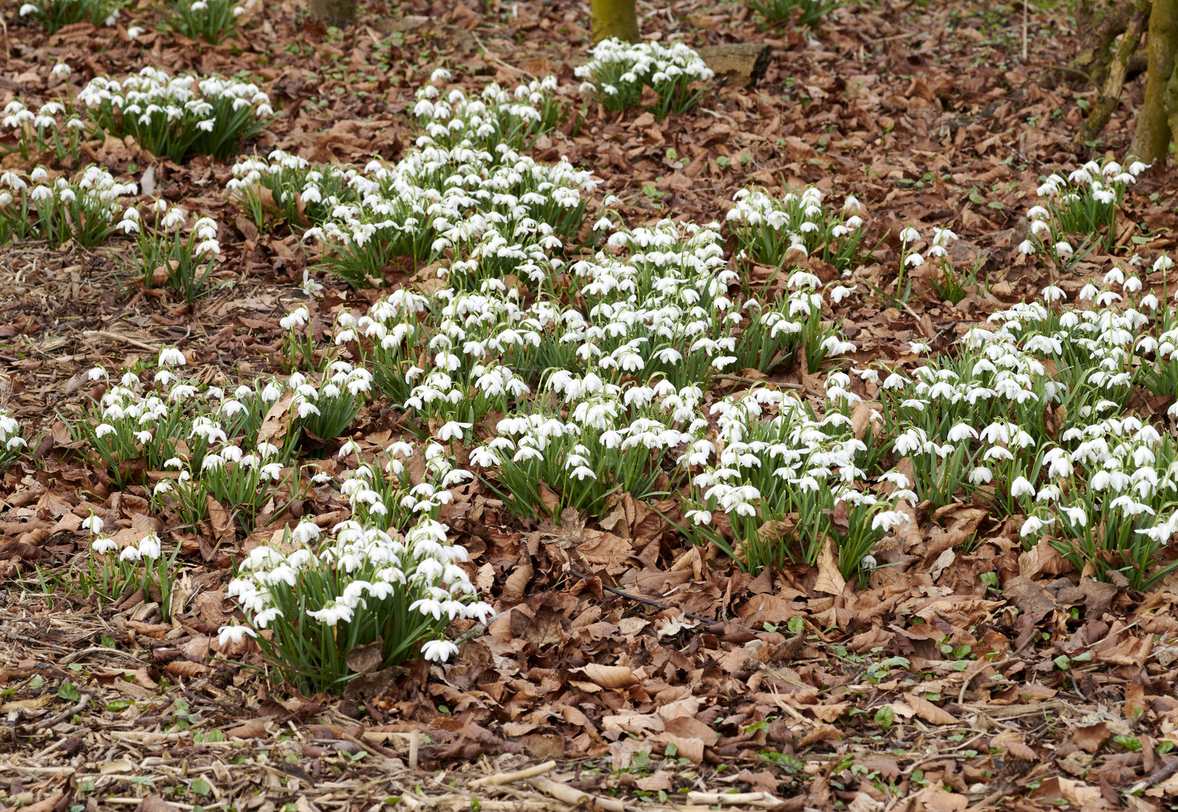 Buy stock photo White snowdrop flowers growing on a flowerbed in a backyard garden in summer. Galanthus nivalis flowering plants beginning to bloom and flourish in a field or meadow in nature. 