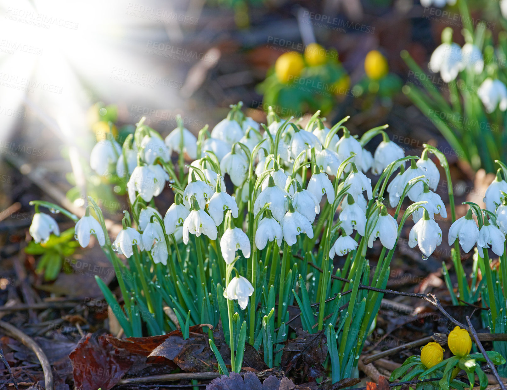 Buy stock photo Bunch of snowdrop flowers growing in a meadow or blossoming in a forest with a sun flare background. Delicate white blooms in a garden or woodland in spring. Galanthus nivalis plants with copy space