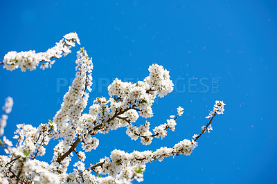 Buy stock photo Below shot of a mirabelle plum Blooming in the season of spring. Plant life in it's natural habitat and environment. Prunus domestica L. against the backdrop of a clear blue sky