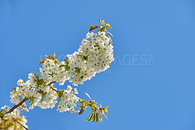 Buy stock photo Blooming Mirabelle plum (Prunus domestica L.) in spring