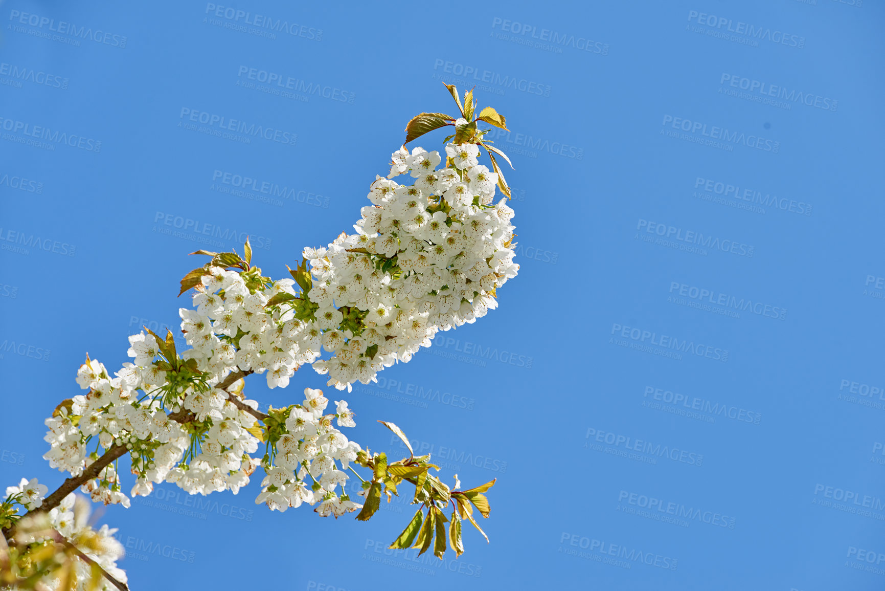 Buy stock photo Blooming Mirabelle plum (Prunus domestica L.) in spring