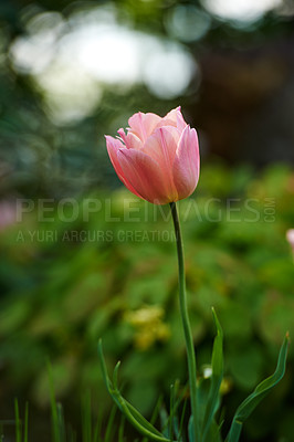 Buy stock photo White and pink tulips growing in a lush garden at home. Pretty flora with vibrant petals and green stems blooming in the meadow in springtime. Closeup of a flower in a landscaped backyard 