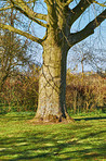 Huge tree in my garden - early spring