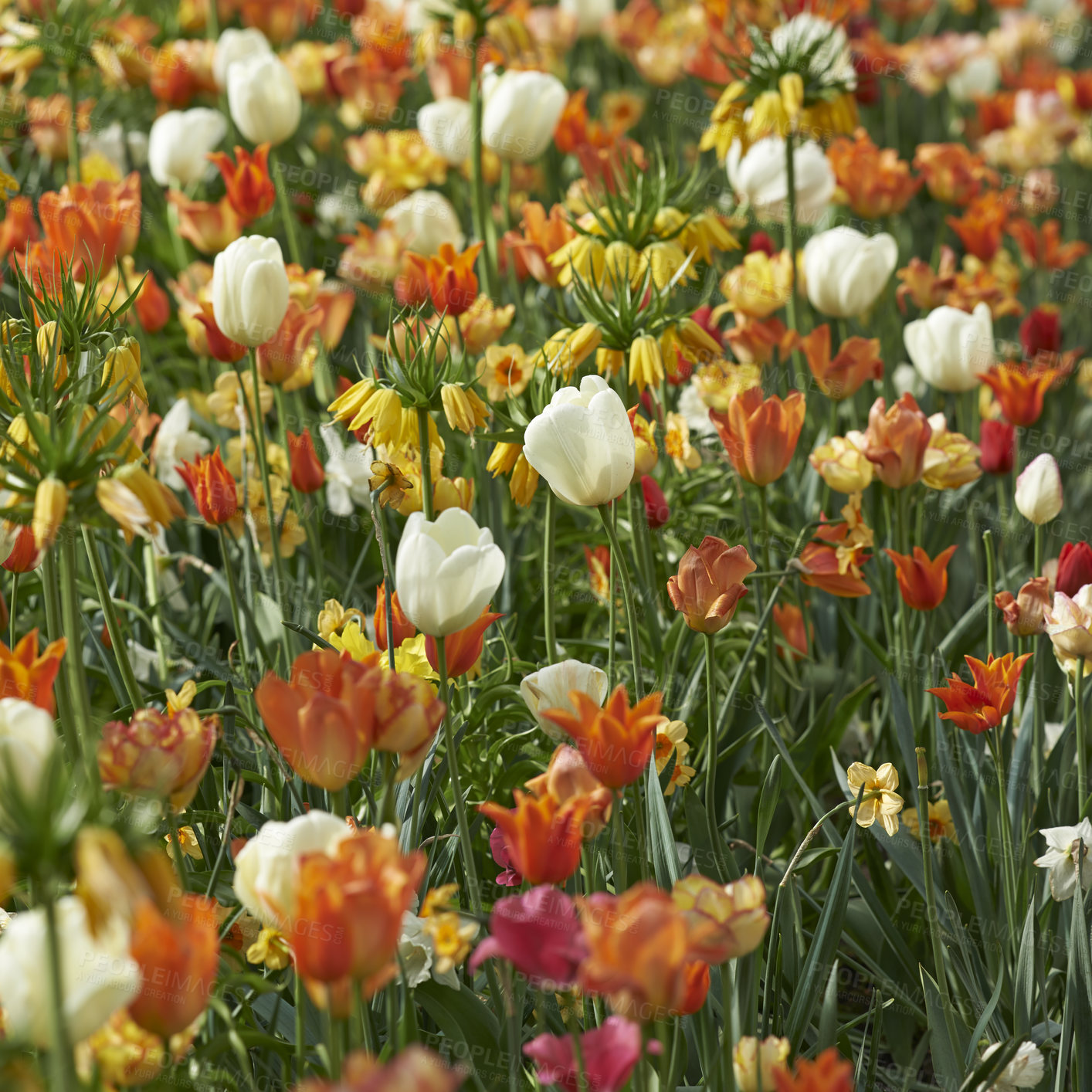 Buy stock photo Field of tulips and crown imperial flowers growing, blossoming and flowering in lush green meadow or cultivated garden. Bunch of decorative plants blooming in landscaped backyard through horticulture