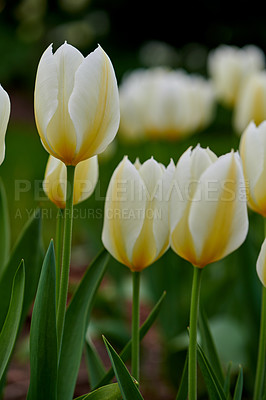 Buy stock photo White and yellow tulips growing in a lush garden at home. Pretty flora with vibrant petals and green stems blooming in the meadow in spring time. Bunch of flowers blossoming in a landscaped backyard 