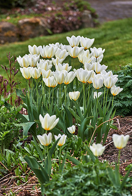 Buy stock photo Group of beautiful tulips in the garden in early springtime. Landscape view of flowers blooming in spring in nature. Natural white flower petals growing from long and short green stems.