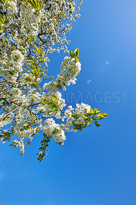 Buy stock photo Below shot of a mirabelle plum Blooming in the season of spring. Plant life in it's natural habitat and environment. Prunus domestica L. against the backdrop of a clear blue sky