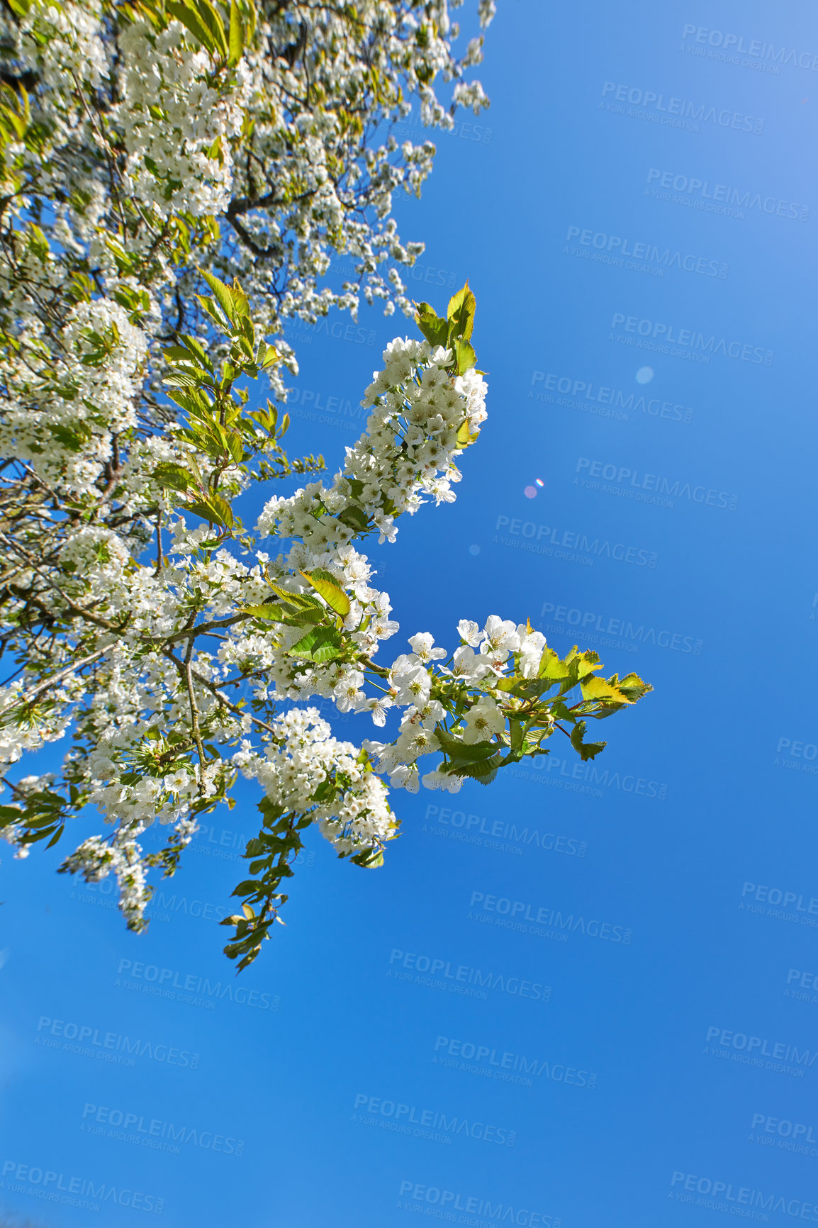 Buy stock photo Below shot of a mirabelle plum Blooming in the season of spring. Plant life in it's natural habitat and environment. Prunus domestica L. against the backdrop of a clear blue sky