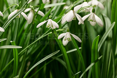 Buy stock photo Closeup of pretty white flowers growing on a field in summer. Snowdrop flowering plants beginning to bloom and open up in a park or backyard garden in nature. Beautiful flora blossoming in a meadow