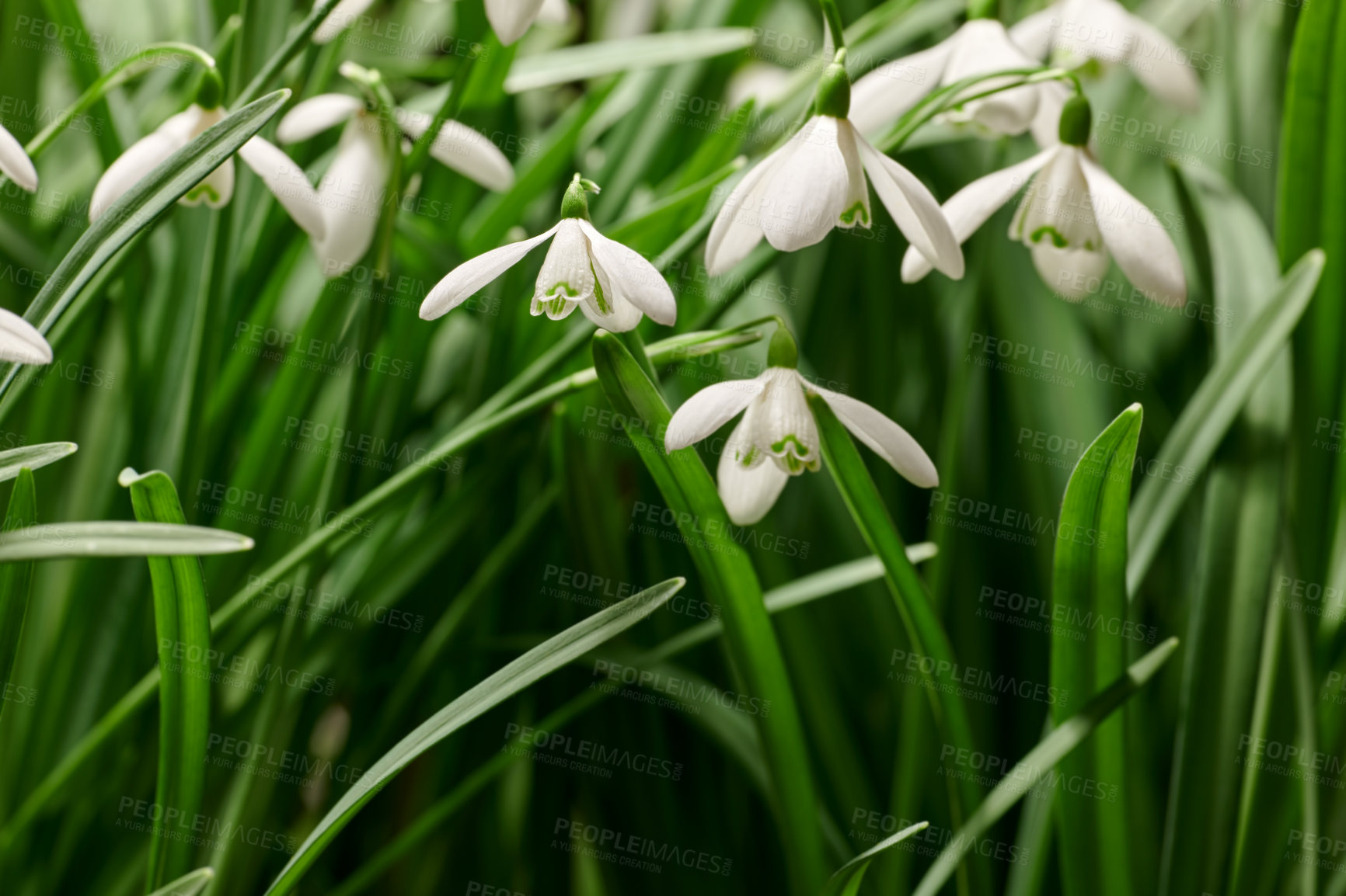 Buy stock photo Closeup of pretty white flowers growing on a field in summer. Snowdrop flowering plants beginning to bloom and open up in a park or backyard garden in nature. Beautiful flora blossoming in a meadow