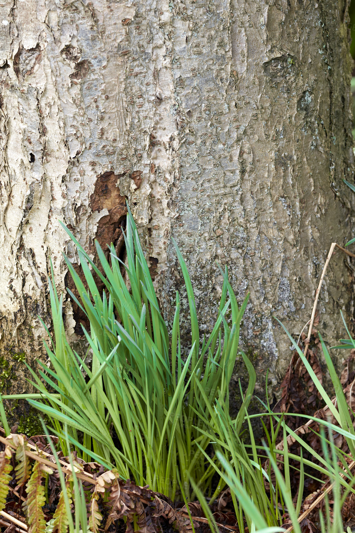 Buy stock photo Closeup of grass growing near a tree trunk in a vibrant meadow or lush forest outside with copy space. Texture wallpaper of nature landscape showing wood patterns and green leaves in spring