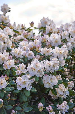 Buy stock photo Shot of flowers in spring