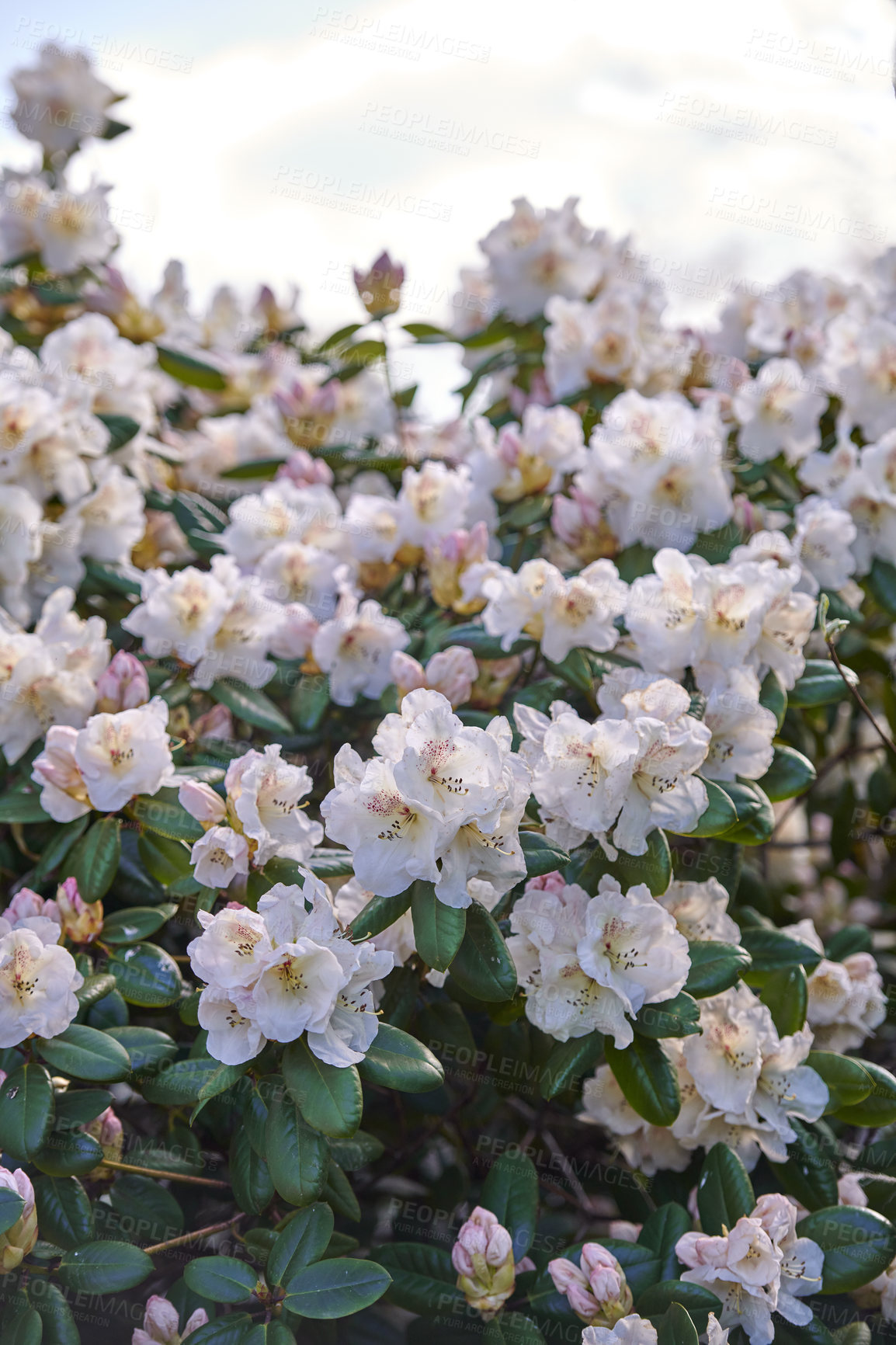 Buy stock photo Shot of flowers in spring