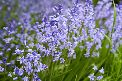 Buy stock photo Closeup of spanish bluebell flowers growing and flowering on green stems in remote field, meadow or home garden. Textured detail of fresh, blue wood hyacinthoides and plants blossoming and blooming