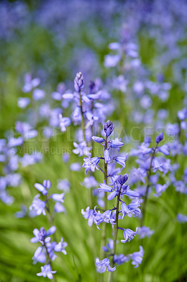 Buy stock photo Colorful purple flowers growing in a garden. Closeup of beautiful spanish bluebell or hyacinthoides hispanica foliage with vibrant petals blooming and blossoming in nature in spring