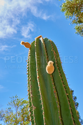 Buy stock photo Large cardon cactus plant growing against blue sky with clouds and copy space background. Low angle view of vibrant succulent cacti tree with thorns in a remote landscape or desert area in summer