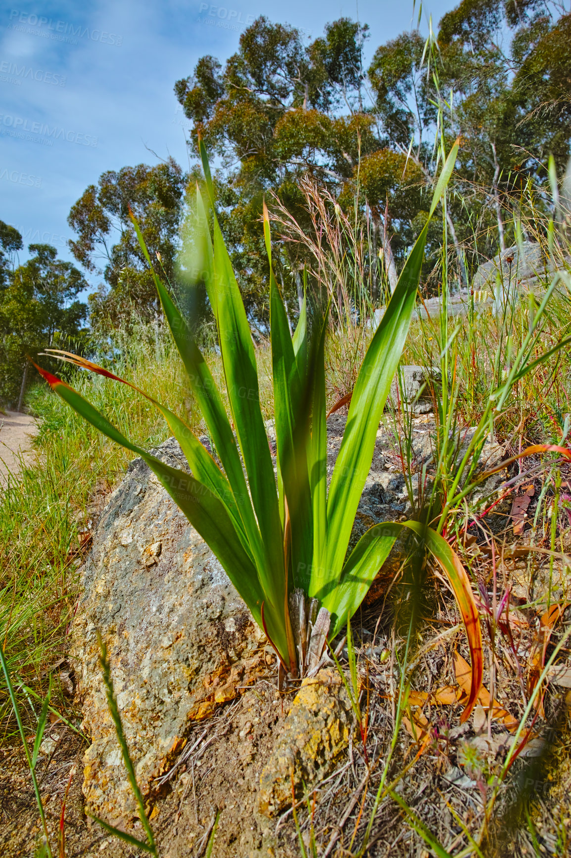 Buy stock photo Closeup of African Flag plants on a mountain in Cape Town, South Africa. Lush green bushes and Cornflag growing in harmony on a peaceful, sunny morning. Tranquil beauty in quiet, relaxing nature