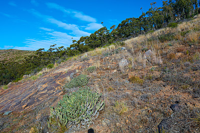 Buy stock photo Deforestation due to wild bush fires and climate change in a forest. Destroyed green vegetation with regrowth. Spurges or succulent drought resistant plants in a dry forest on a blue sky background