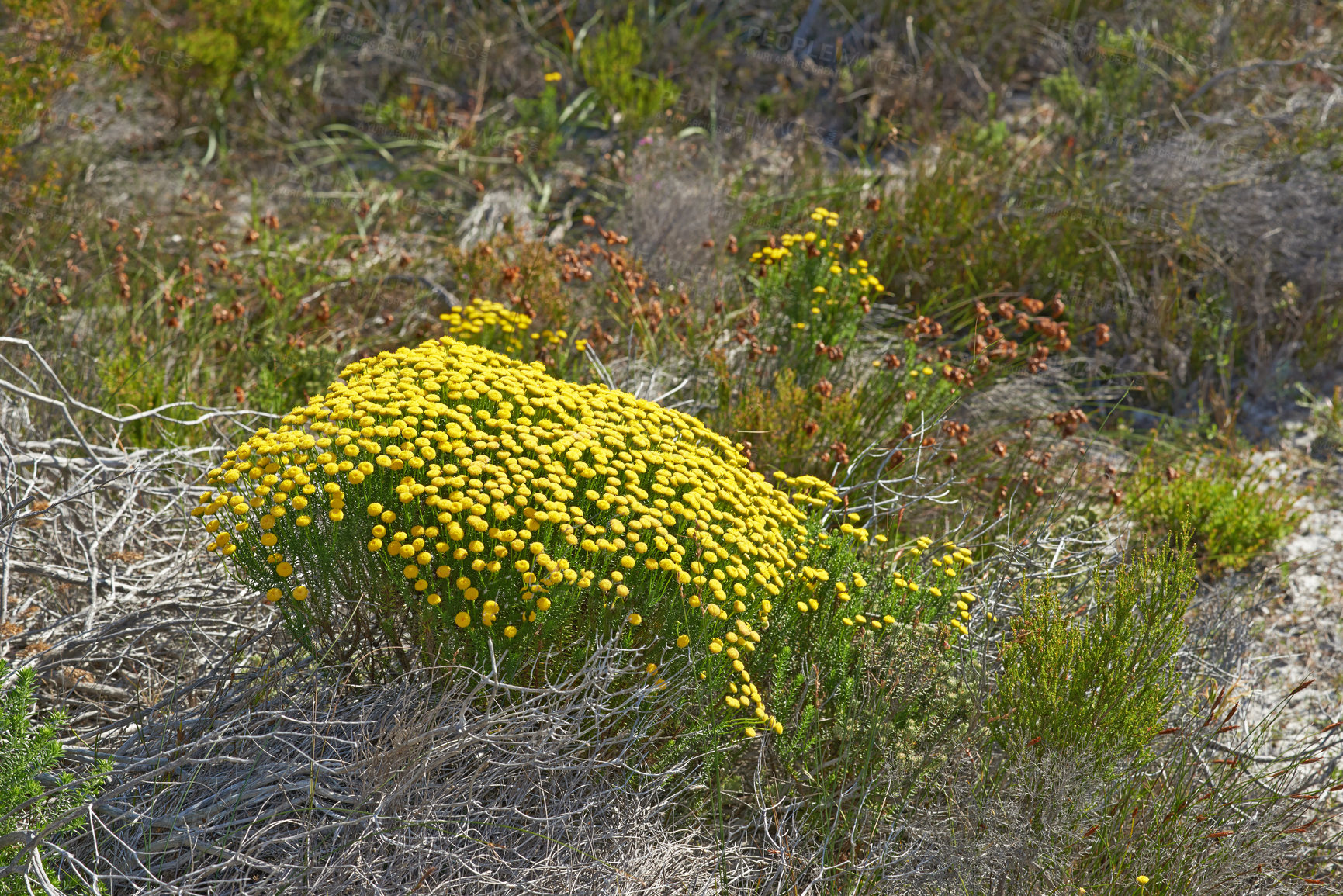 Buy stock photo Top view of flowers and plants growing on a field or nature park during summer. Flowerbed of small flowering plants blooming in a natural environment in nature. Pretty flora blossoming in a garden