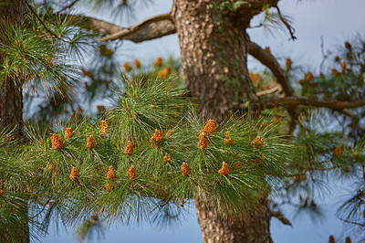 Buy stock photo Chinese red pine tree growing outdoors in nature during spring on a clear summer day. Closeup of pinecones budding on a masson tree in spring. A large horsetail pine thriving in its natural habitat 