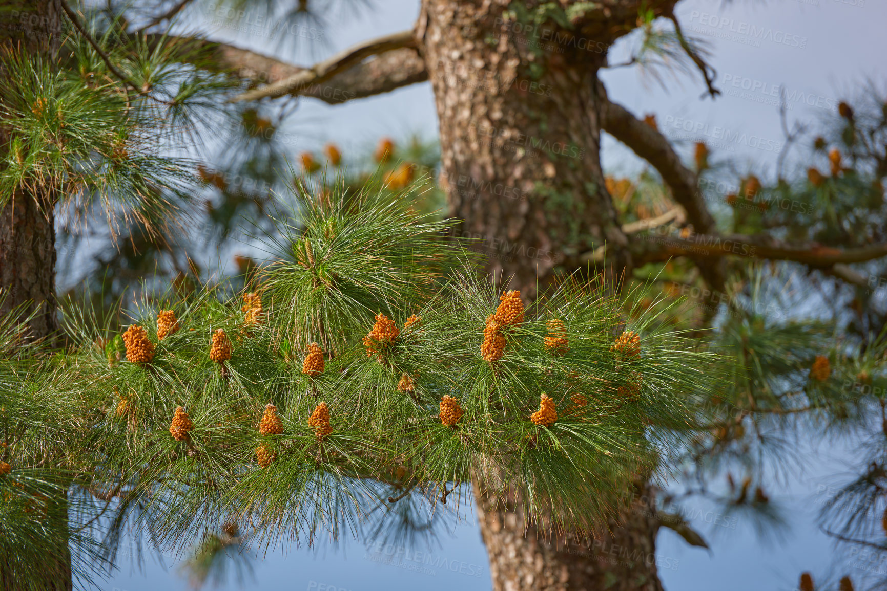 Buy stock photo Chinese red pine tree growing outdoors in nature during spring on a clear summer day. Closeup of pinecones budding on a masson tree in spring. A large horsetail pine thriving in its natural habitat 