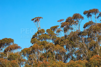 Buy stock photo Trees, plants, and vegetation along a forest on a nature reserve against a clear blue sky. Panoramic and scenic view of greenery on beautiful vegetation during summer with copy space 