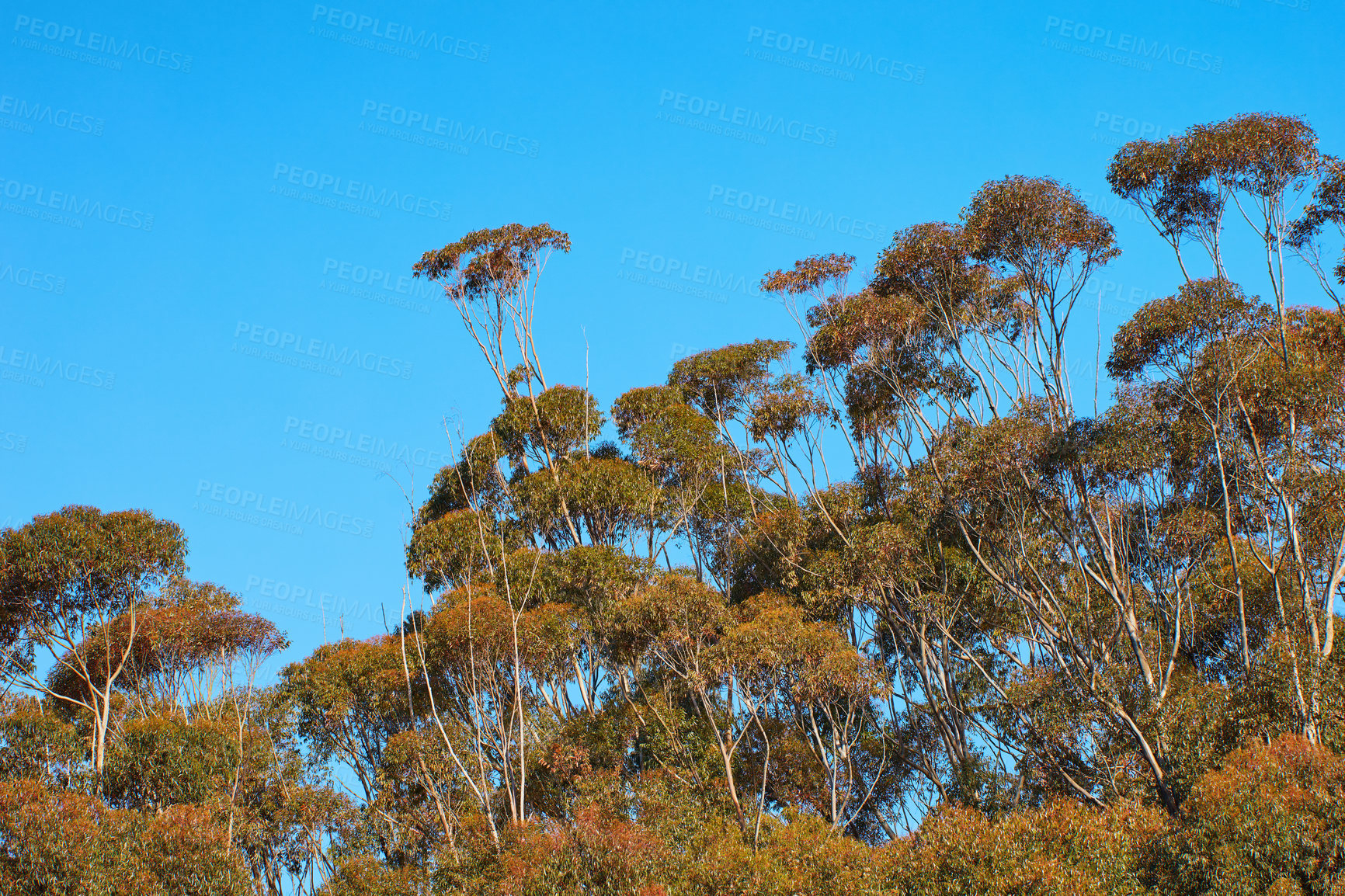 Buy stock photo Trees, plants, and vegetation along a forest on a nature reserve against a clear blue sky. Panoramic and scenic view of greenery on beautiful vegetation during summer with copy space 