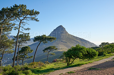 Buy stock photo Beautiful view of Lions Head mountain surrounded by green trees on clear blue sky background with copy space. Nature landscape of mountains with spring field hills, flowers and plants