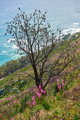 Buy stock photo Scenic view of trees, flowers and green shrubs on a steep mountain hill with ocean background. Beautiful landscape of wild grass  and plants growing out in nature on a sunny day during summer